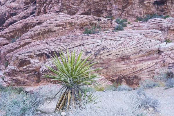 Vörös szikla kanyon, nevada. — Stock Fotó