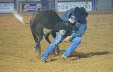 Clark county Fuar ve rodeo