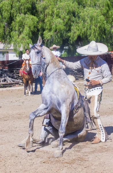 San Diego - Cinco De Mayo —  Fotos de Stock