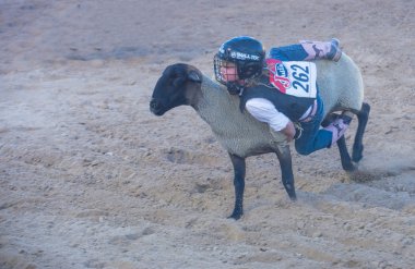 koyun eti busting