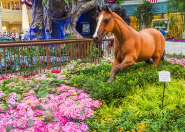Bellagio Hotel Konservatuarı ve Botanik Bahçeleri