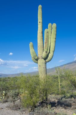 saguaro kaktüsü