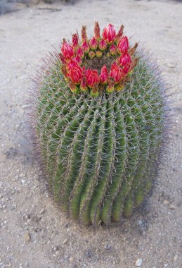 kaktüs çiçek