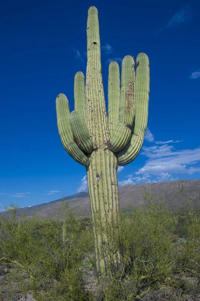 Cactus saguaro — Foto Stock