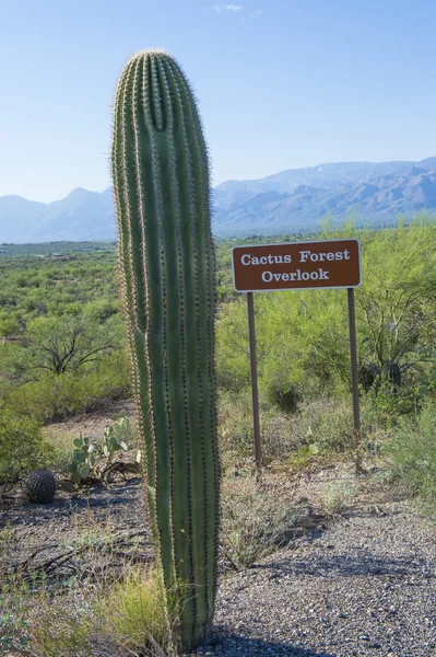 Cactus saguaro — Foto Stock