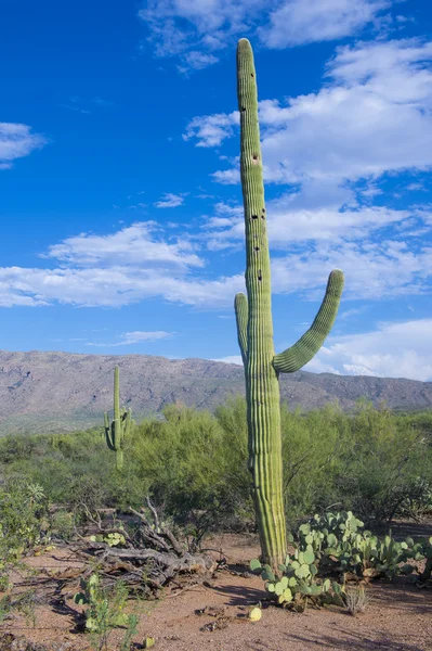 Saguaro-Kaktus — Stockfoto