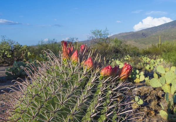 Kaktus blomningar — Stockfoto