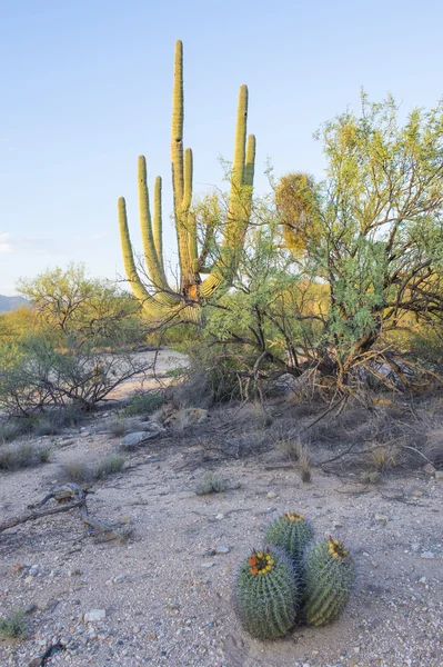 Kaktus Saguaroベンケイ サボテン — ストック写真
