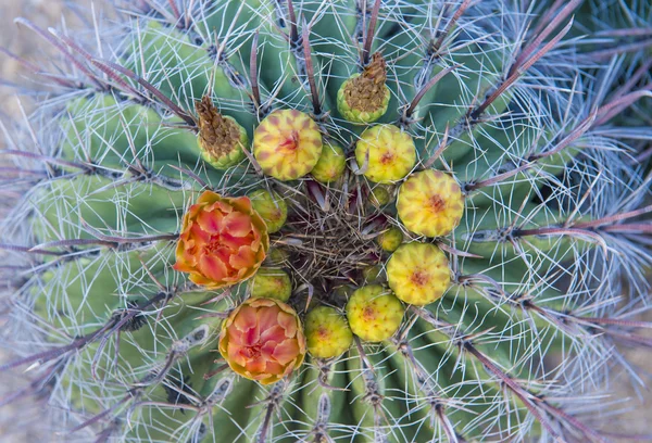 Kaktusblüten — Stockfoto