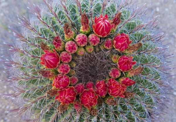 Kaktusblüten — Stockfoto