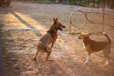 Av köpeği köpek parkında oynuyor.