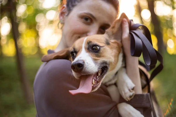Jonge Vrouw Met Een Schattig Beagle Hond — Stockfoto