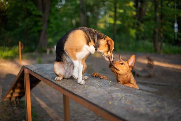 Бігль Собака Грає Парку Собак — стокове фото