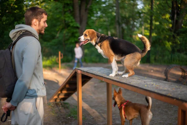 Beagle Perro Jugando Parque Perros —  Fotos de Stock