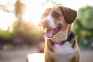 Bir köpek parkında güzel, şirin bir köpek.