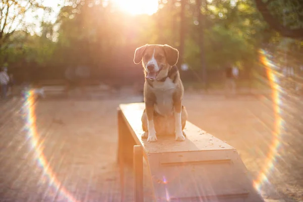 Красивый Милый Собачий Бигл Собачьем Парке — стоковое фото