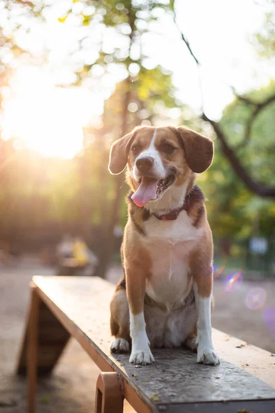 Красива Мила Собака Бігль Парку Собак — стокове фото