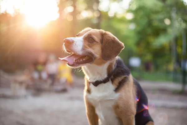 Красива Мила Собака Бігль Парку Собак — стокове фото