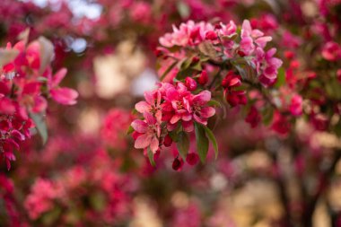 bahar çiçeği ağaçları, sakura, kiraz, elma ağacı