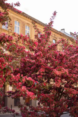 bahar çiçeği ağaçları, sakura, kiraz, elma ağacı