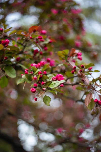 Весенний Цветок Сакура Вишня Яблоня — стоковое фото
