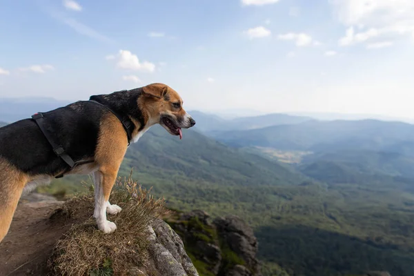 Cute Beagle Dog Standing Top Mountain — стоковое фото