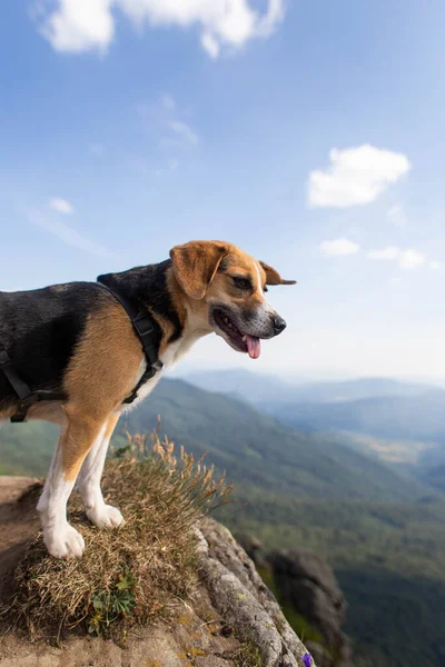 Cute Beagle Dog Standing Top Mountain — стоковое фото