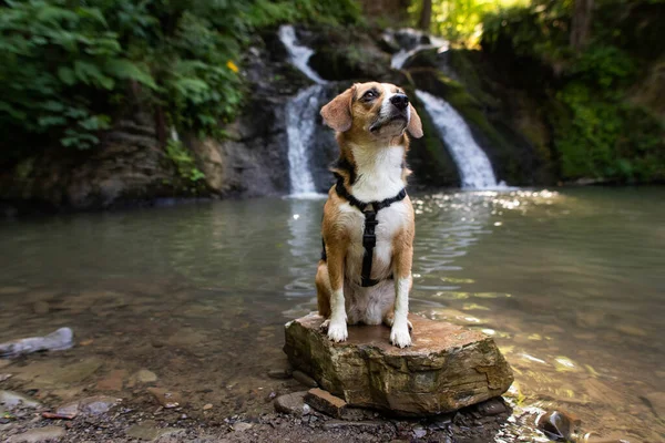 Собака Подорожує Біля Водоспаду — стокове фото