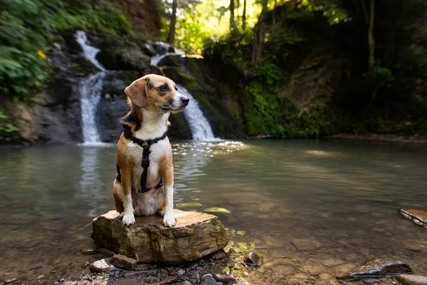Собака Подорожує Біля Водоспаду — стокове фото