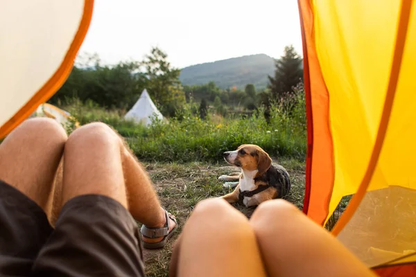 People Dog Tent Campsite — ストック写真