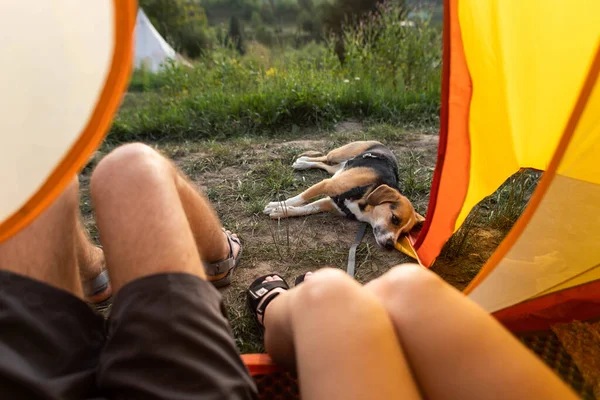 People Dog Tent Campsite — ストック写真