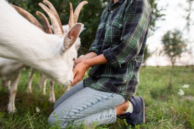 feeding goats with apples in nature