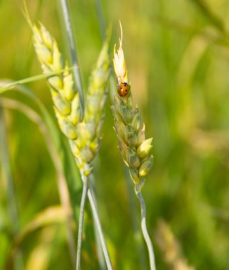 uğur böceği ile buğday Başak