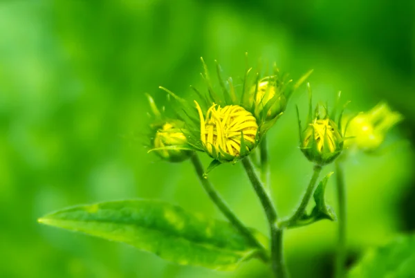 Bourgeon de fleur jaune pissenlit — Photo
