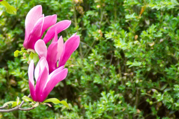 Magnolienblüten — Stockfoto