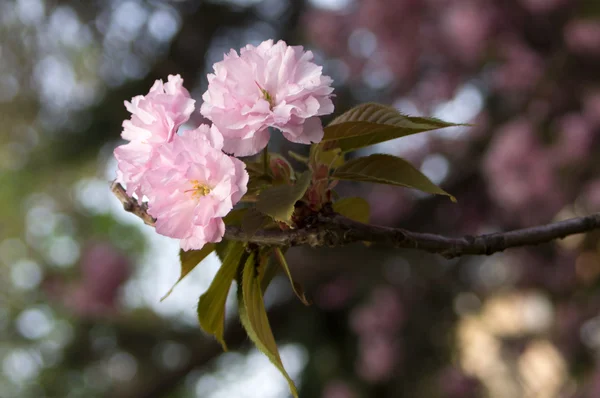 Sprig of cherry blossoms in bloom — Stock Photo, Image