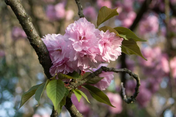 Bouquet of flowers with a cherry on a branch — Stock Photo, Image