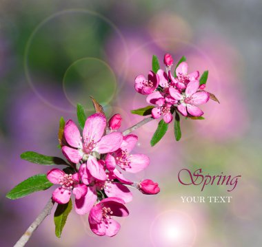 sprig of beautiful cherry blossom clipart