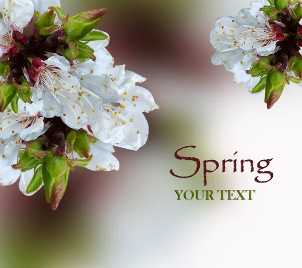 White spring blossom border background — Stock Photo, Image