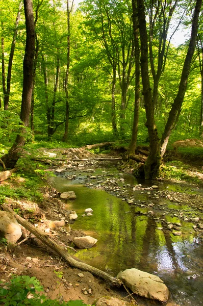 Creek in the woods in the spring Royalty Free Stock Images