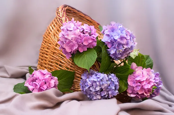 Composição de hortênsias — Fotografia de Stock