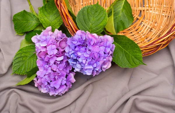 Flores de hortensias con una cesta —  Fotos de Stock