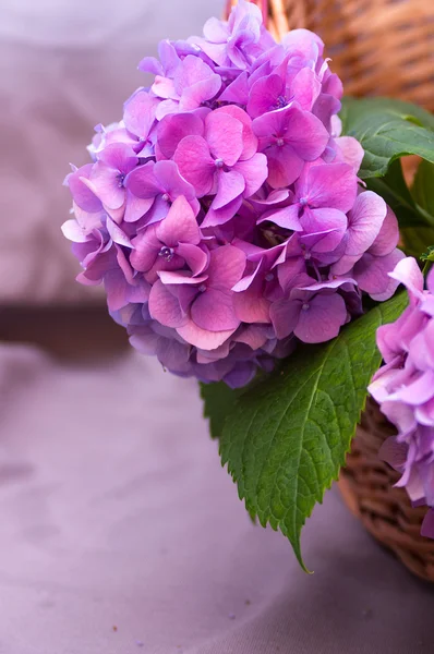 Flor-hortensias —  Fotos de Stock