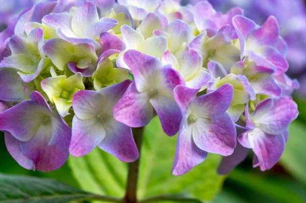 Hortensia kronblad — Stockfoto