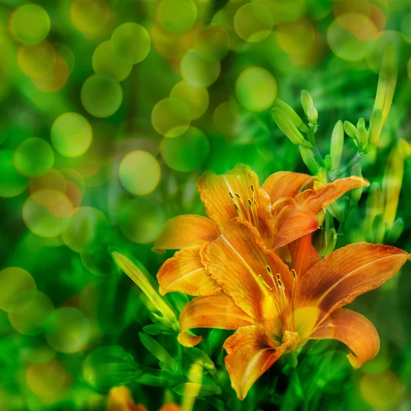 Pozadí s oranžové lilie — Stock fotografie
