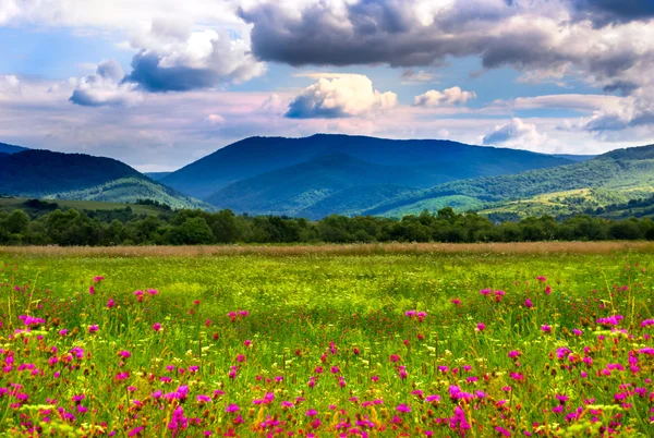 Дикие цветы в горах — стоковое фото
