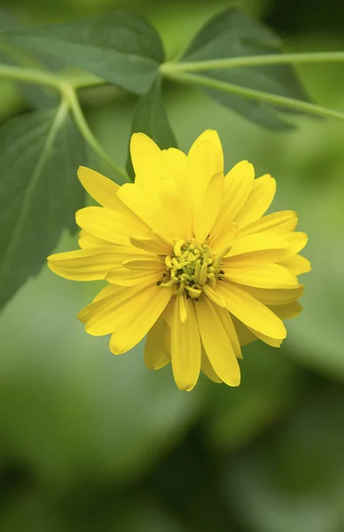 Hrysanthemums —  Fotos de Stock