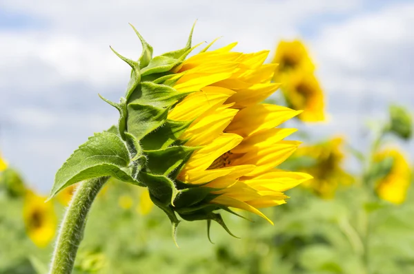 Le bourgeon du tournesol — Photo