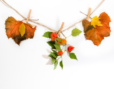 bir ip clothespins ile sonbahar yaprakları.