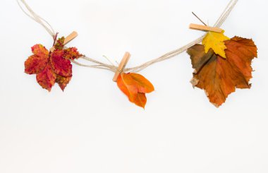 Sonbahar Yaprakları.
